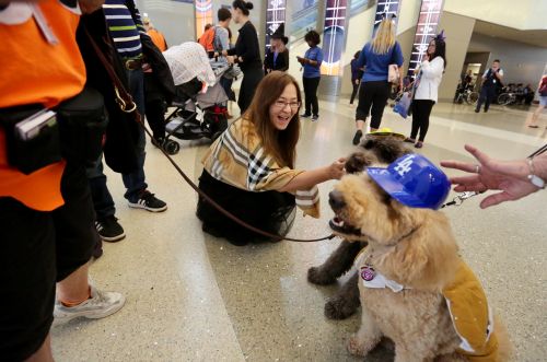 美国洛杉矶宠物狗的万圣节 盛装打扮去机场“游行”